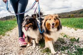chiens en laisse.jpg