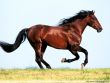 Association EQUI-LIBRE.jpg