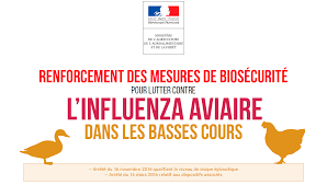 influenza aviaire.png