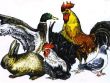 Association des aviculteurs de Bollwiller.jpg