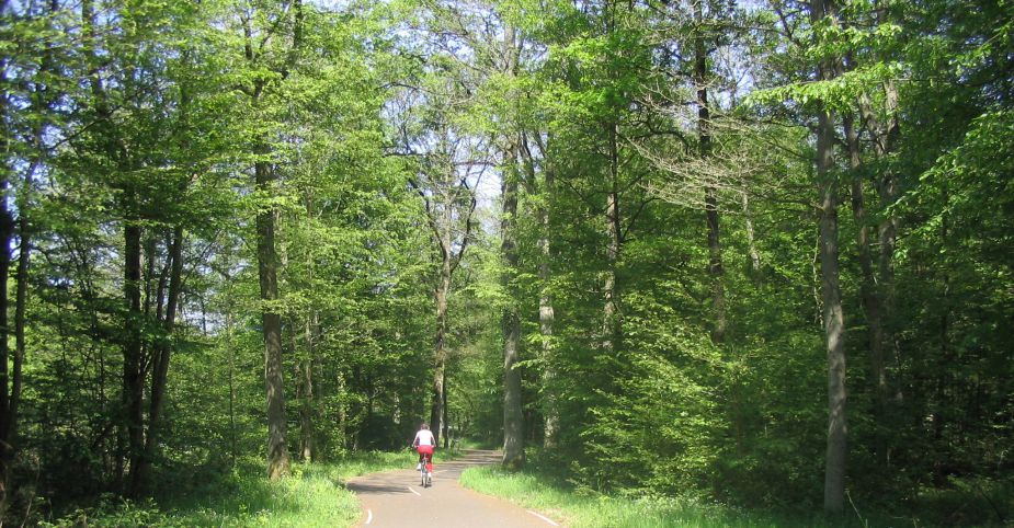 Forêt - vélo.jpg