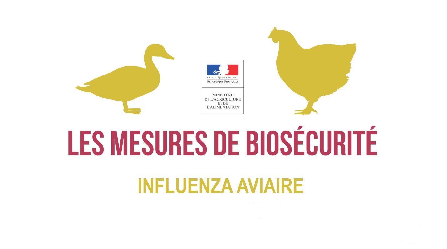 influenza-aviaire-novembre-21jpeg-jpg.jpg