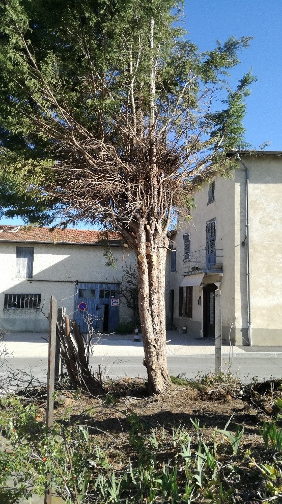 cyprès.jpg