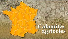 CALAMITE AGRICOLE.jpg