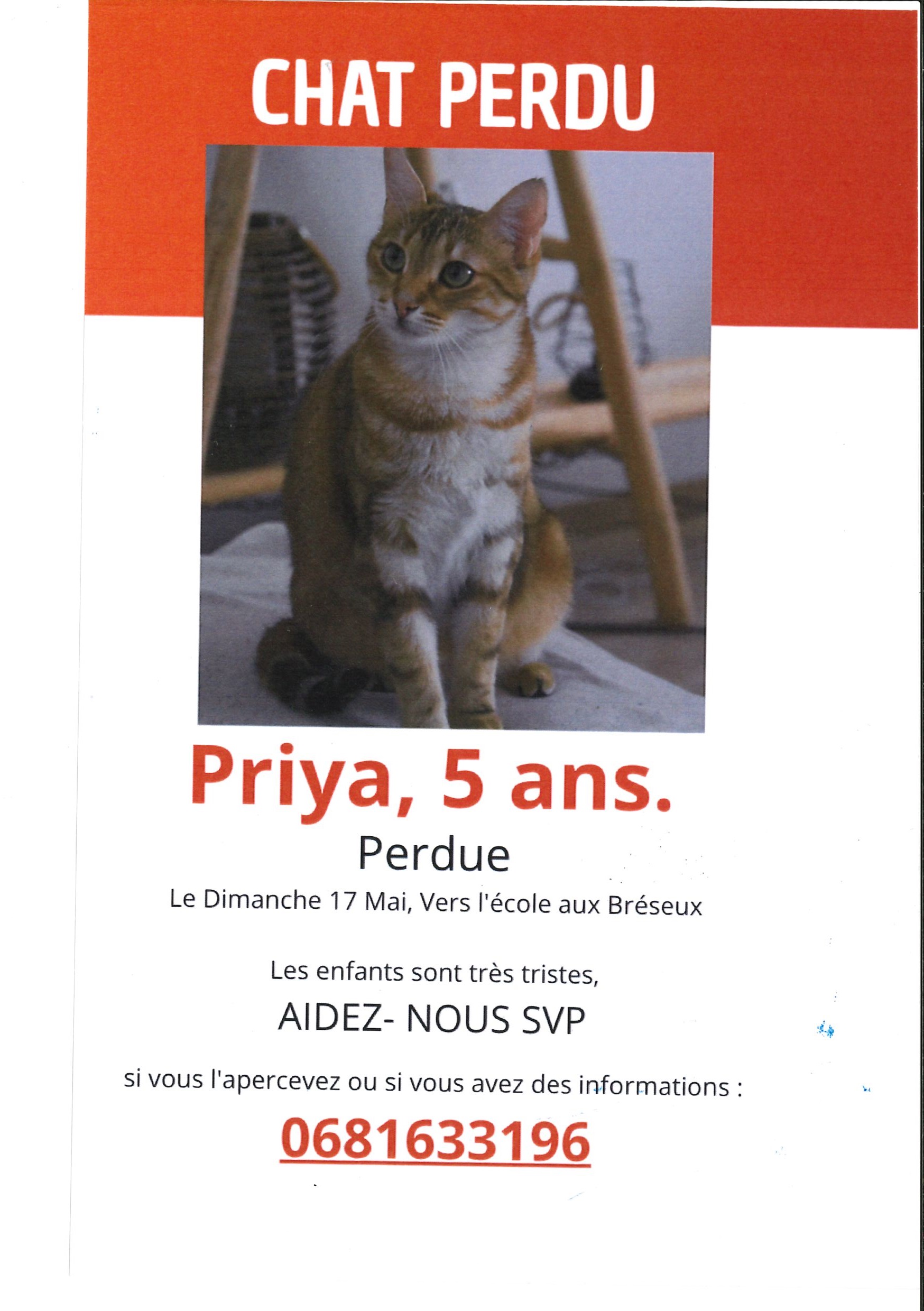 chat perdu_0001.jpg