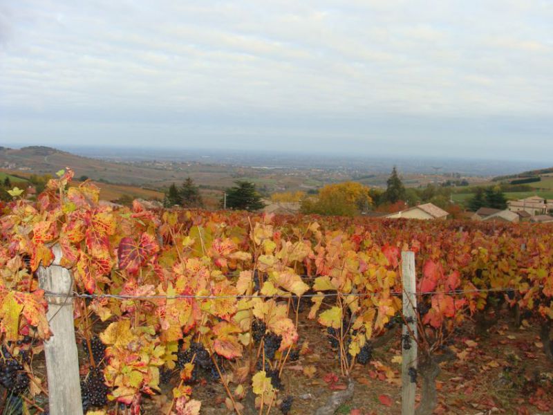 Image_pruzilly_vignes.JPG