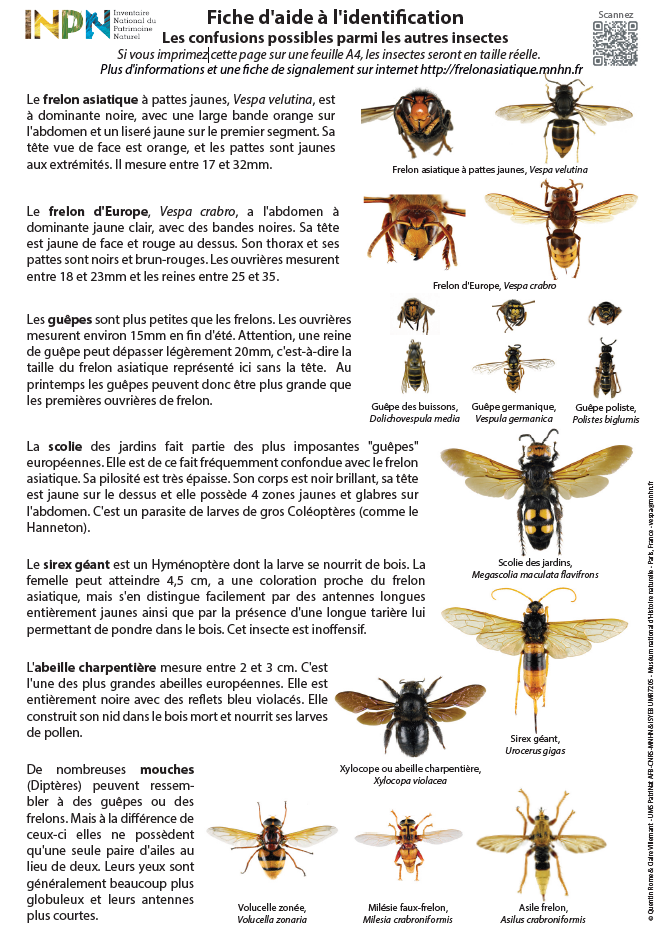 FICHE D AIDE 0 L IDENTIFICATION DES FRELONS.png