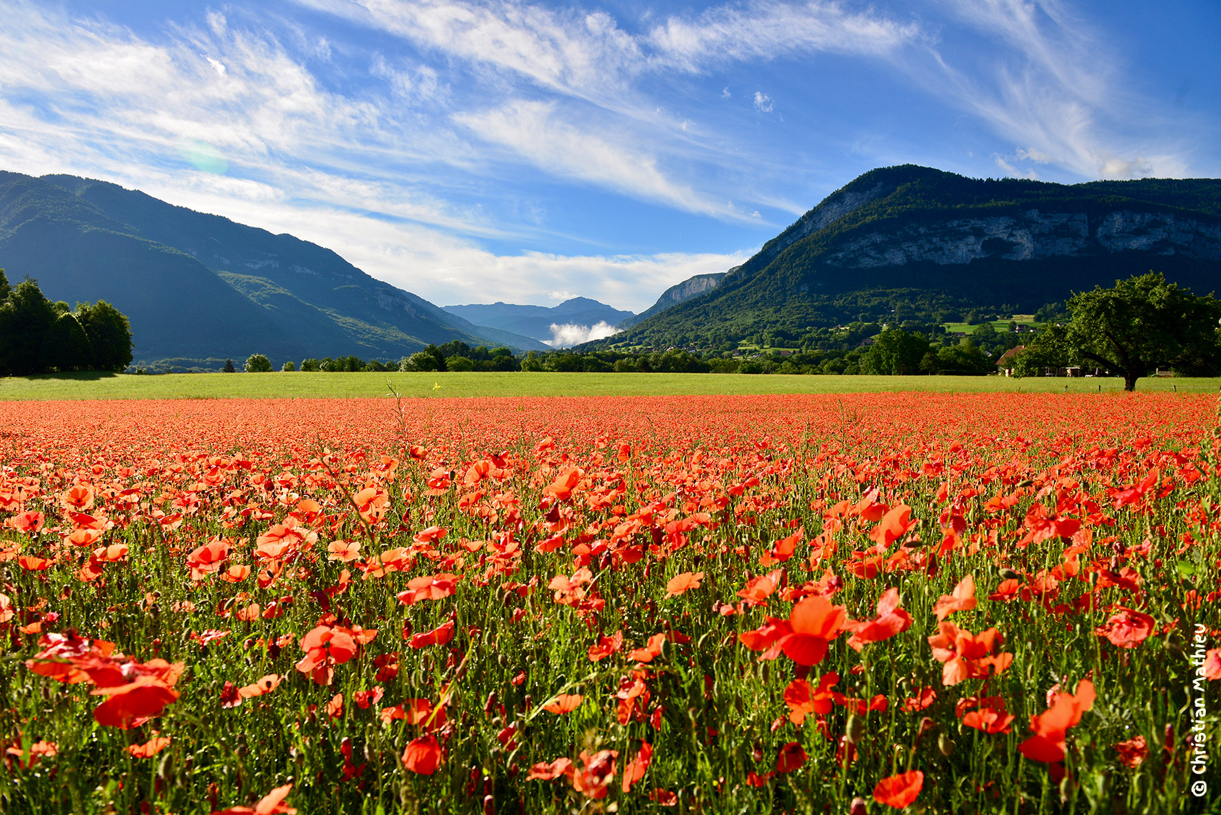 © Chistian Mathieu - Champ de coquelicots