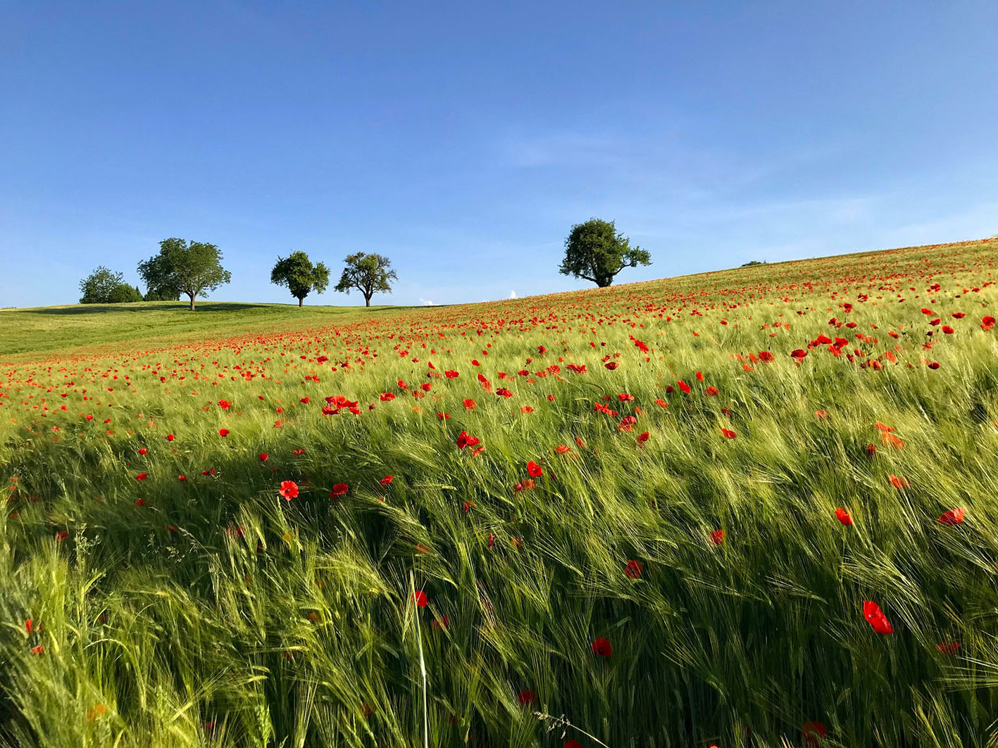 © Chistian Mathieu - Coquelicots