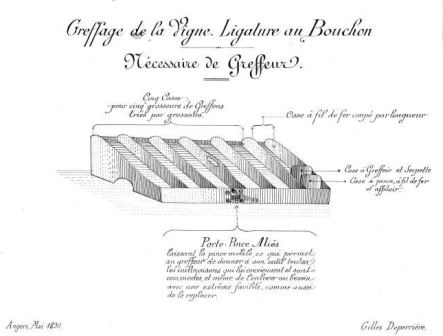 GREFFAGE DE LA VIGNE.jpg