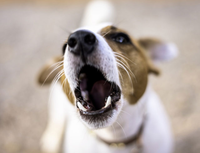 CHIEN.jpg