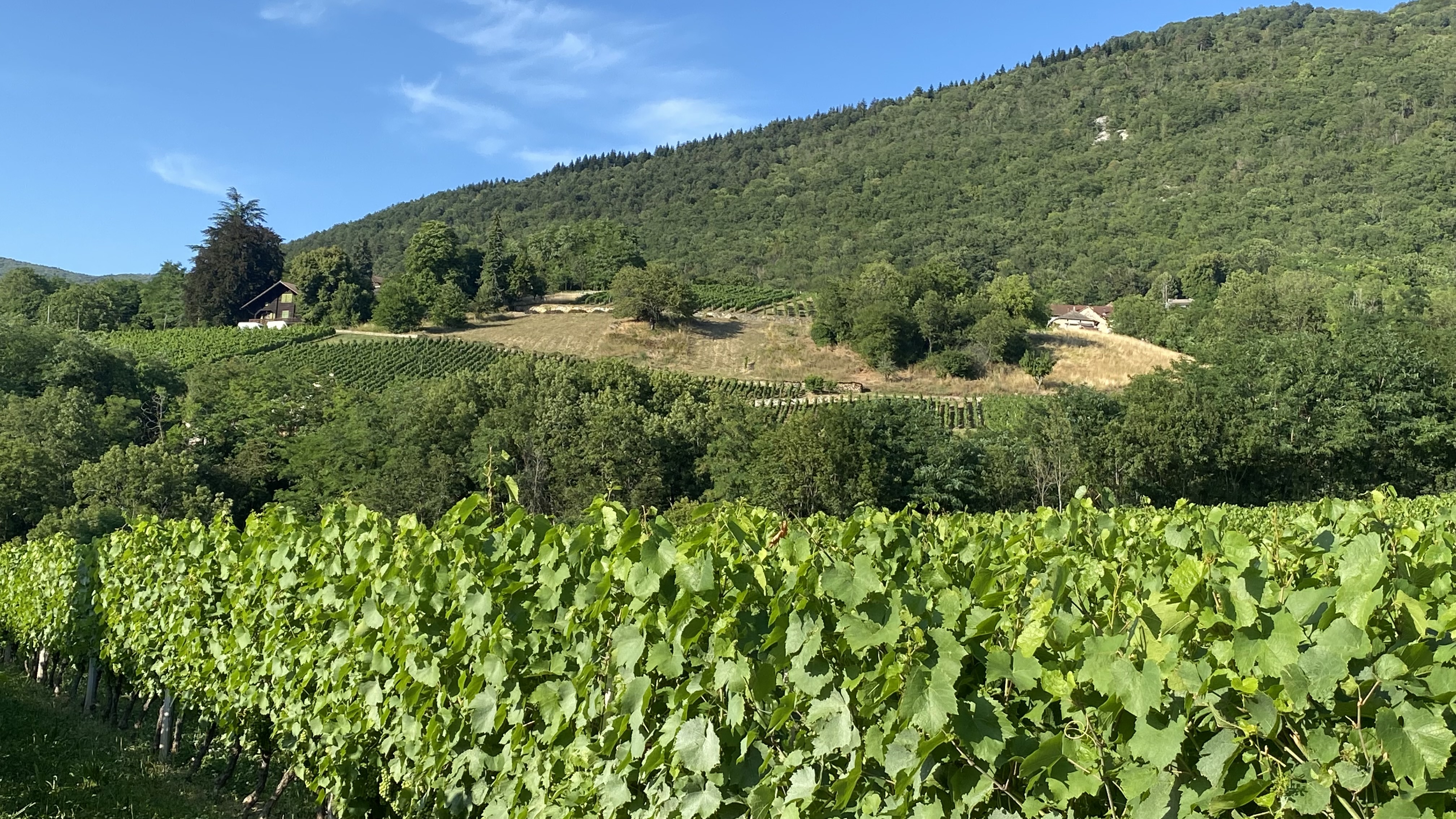 vignes.jpg