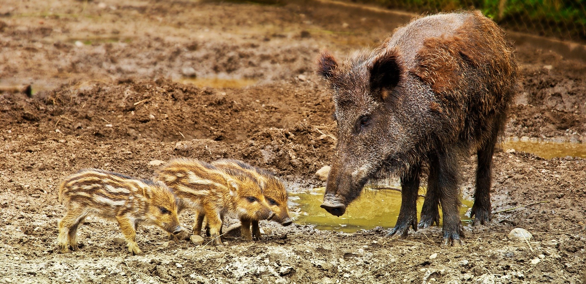 wild-boar-3481646_1920.jpg