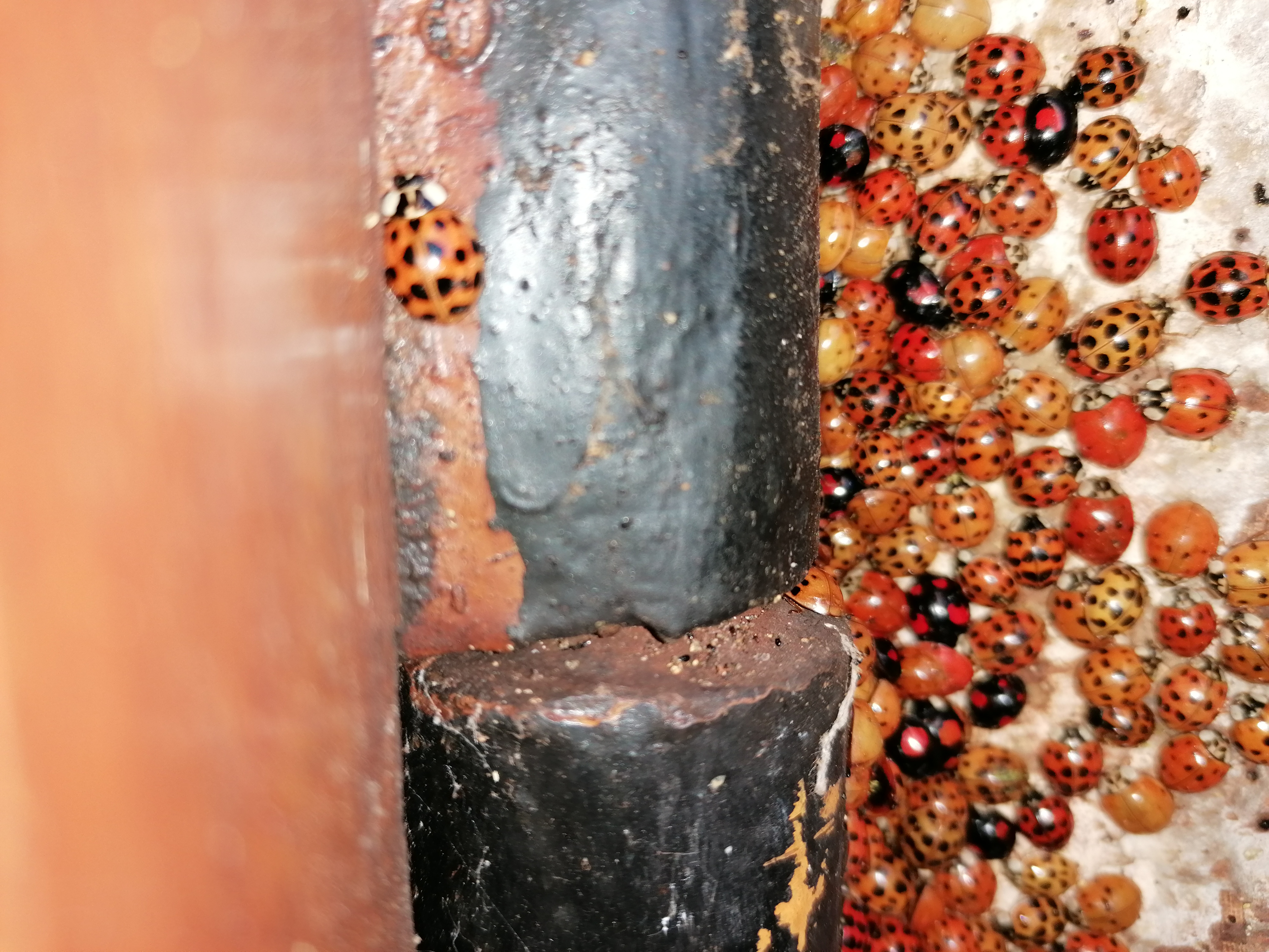 coccinelles_asiatiques2.jpg