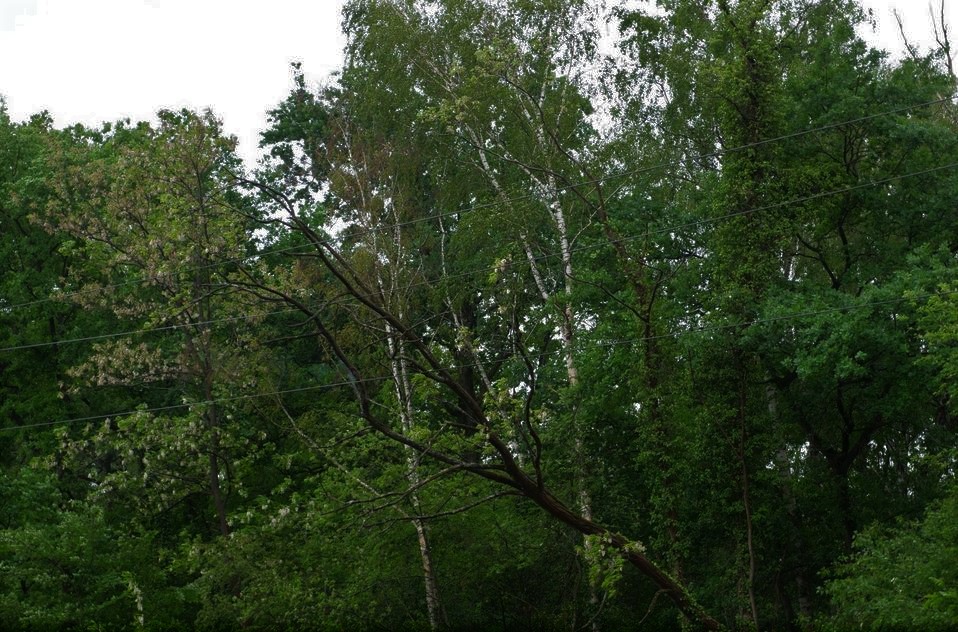 elagage arbres 3.jpg