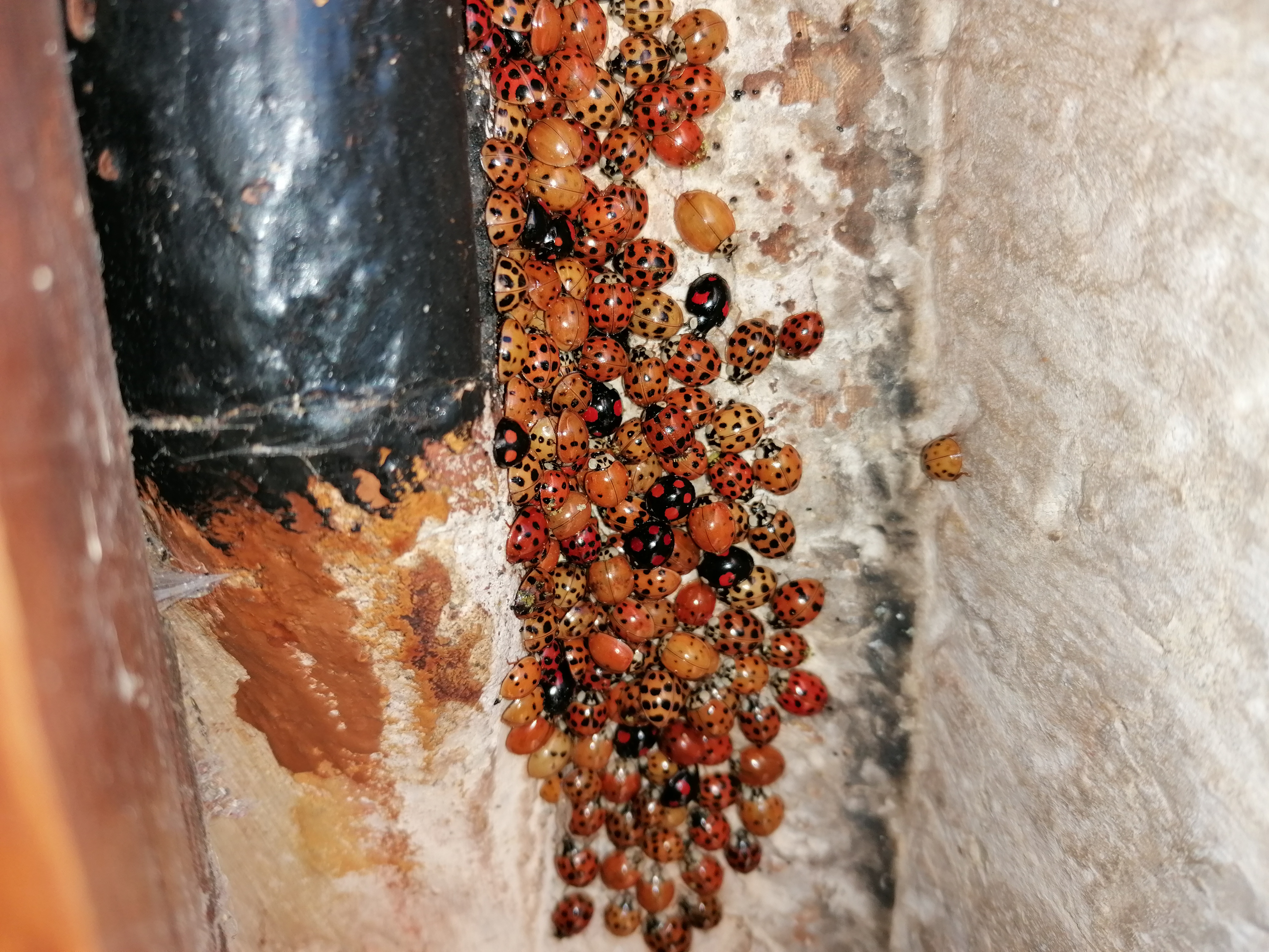 coccinelles_asiatiques1.jpg
