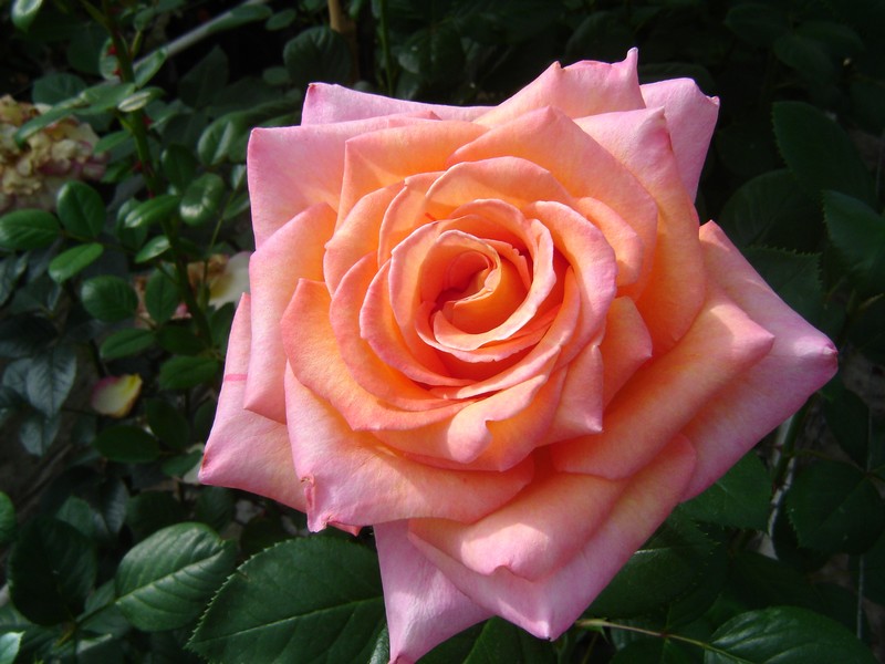 Toulouse Roses Production.jpg
