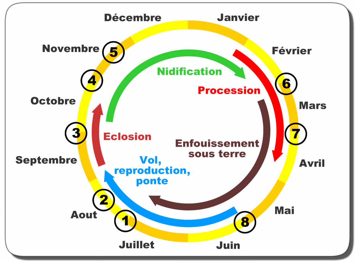 Cycle chenilles processionnaire.jpg