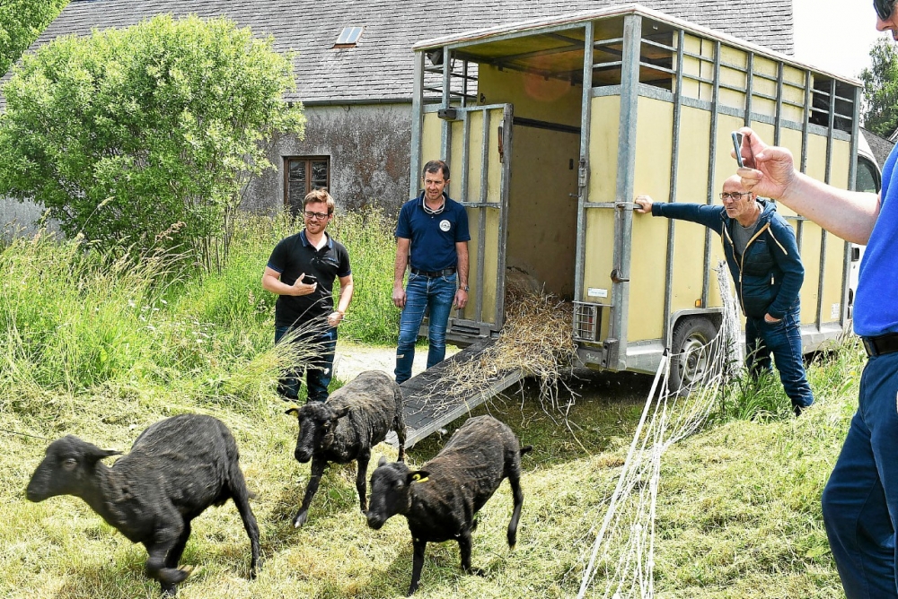 les-cinq-moutons-sont-arrives-vendredi-apres-midi-en_4580809.jpg
