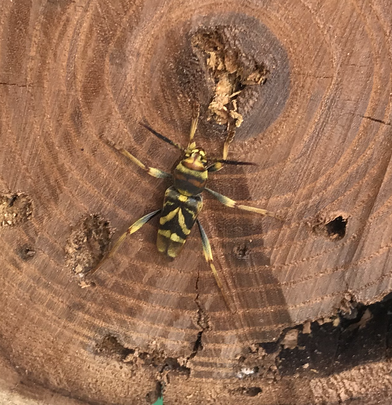 Xylotrechus-chinensis02.png