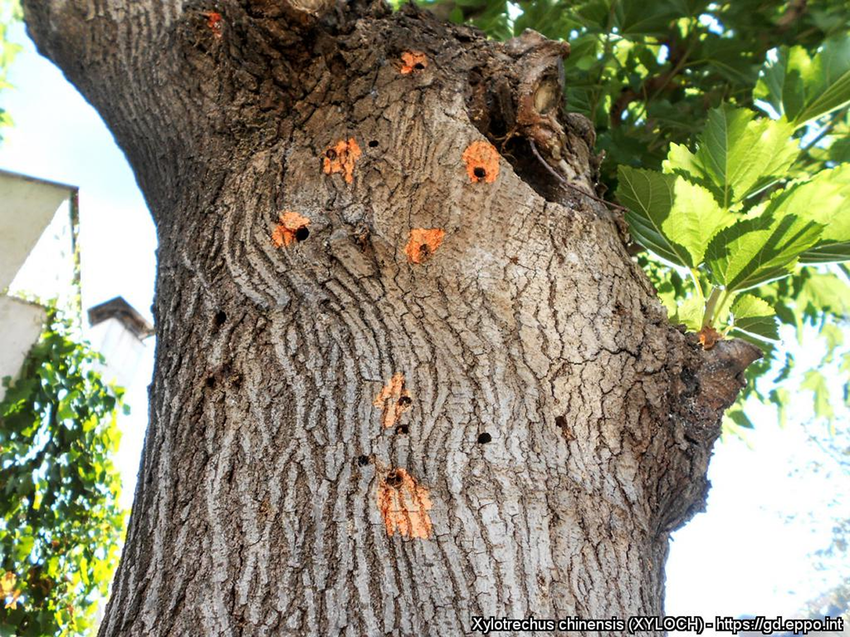 Emergence-holes-of-Xylotrechus-chinensis-Courtesy-Gloria-Torras-Ajuntament-de-Barbera.png