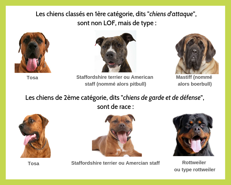 Chiens-dangereux-categories-12.png