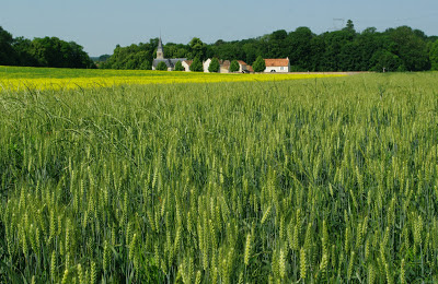 wheat2.jpg