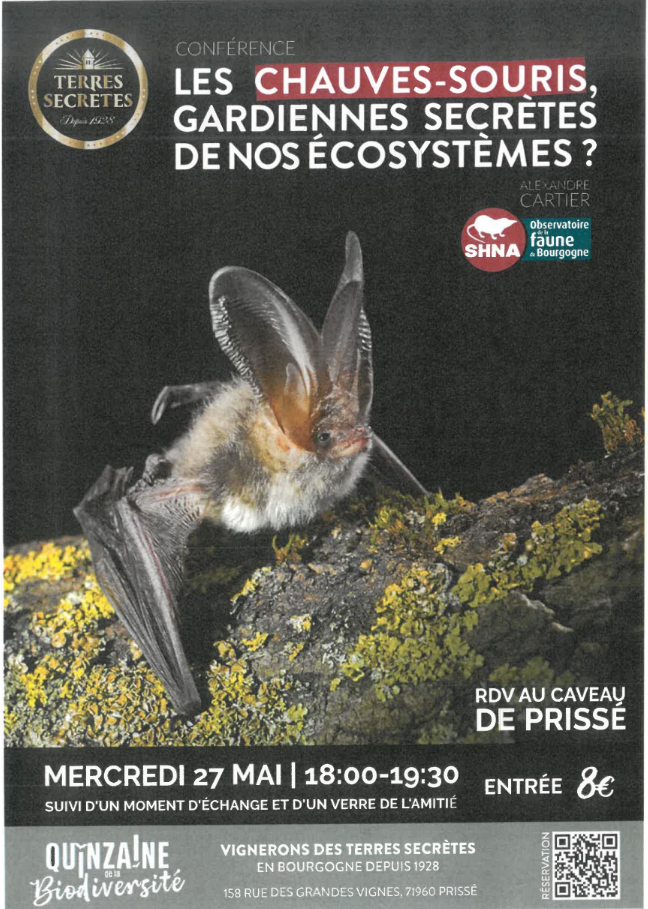 CHAUVE SOURIS.png