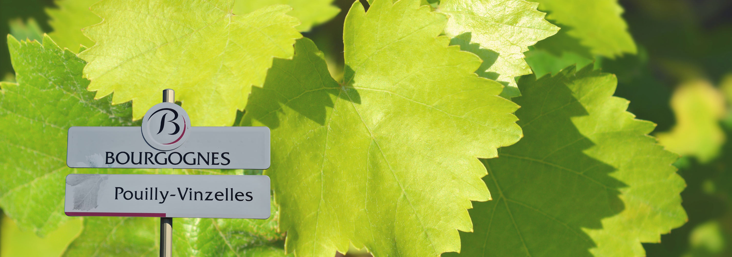 Bannière vigne chardonnay 2021