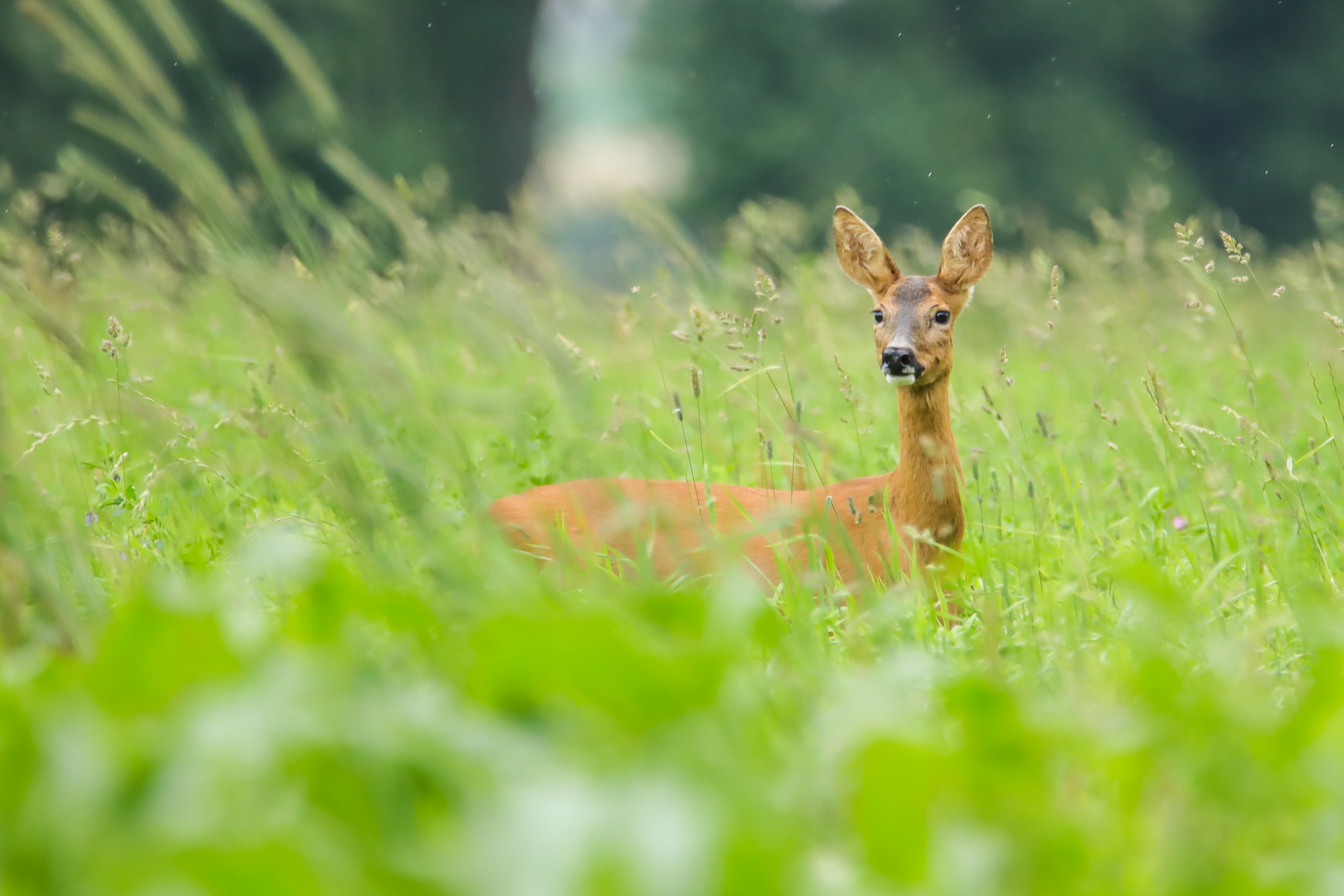 Chevreuil Non signé.jpg