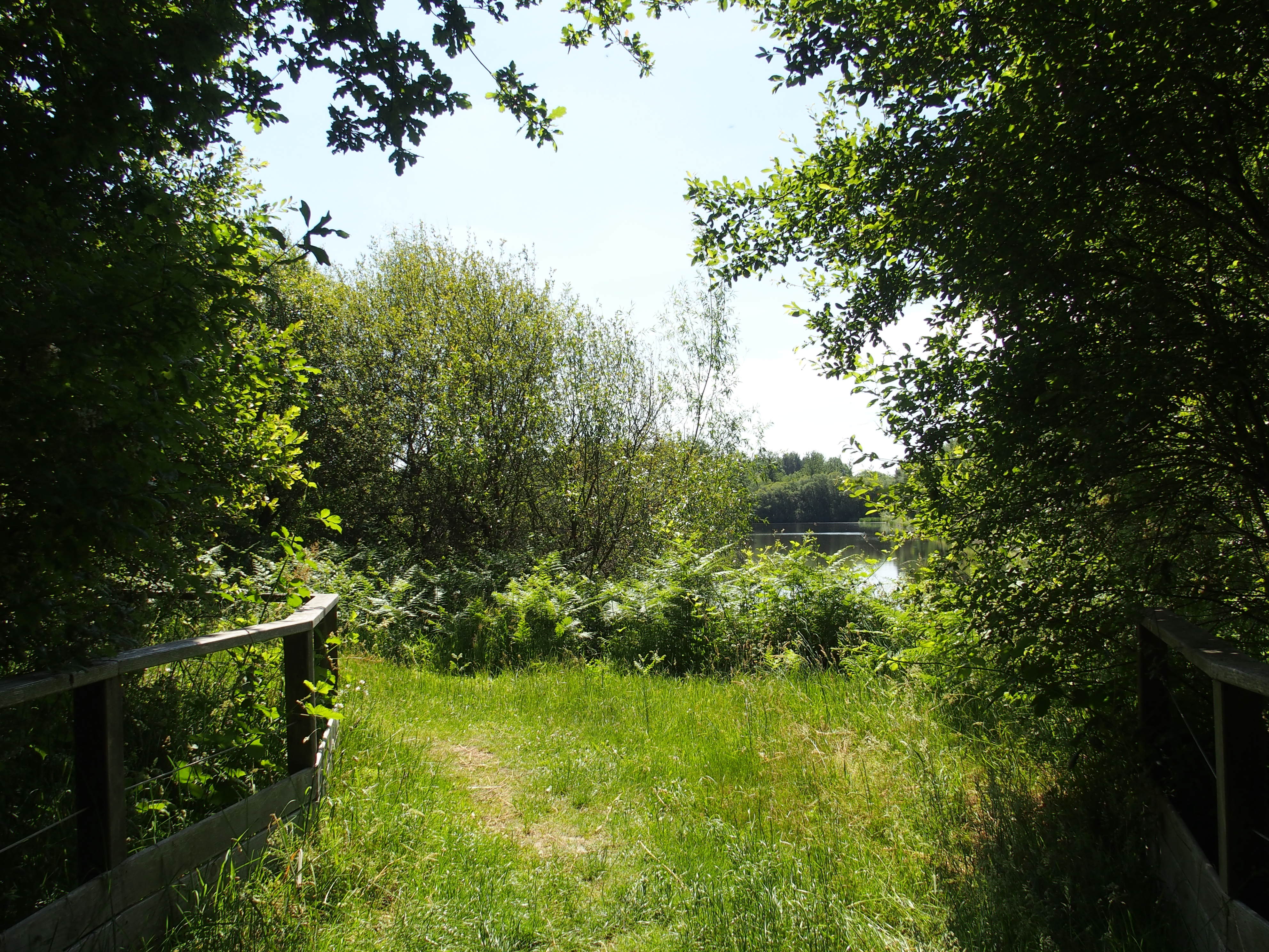 Etang aux Grebes P6140215.JPG