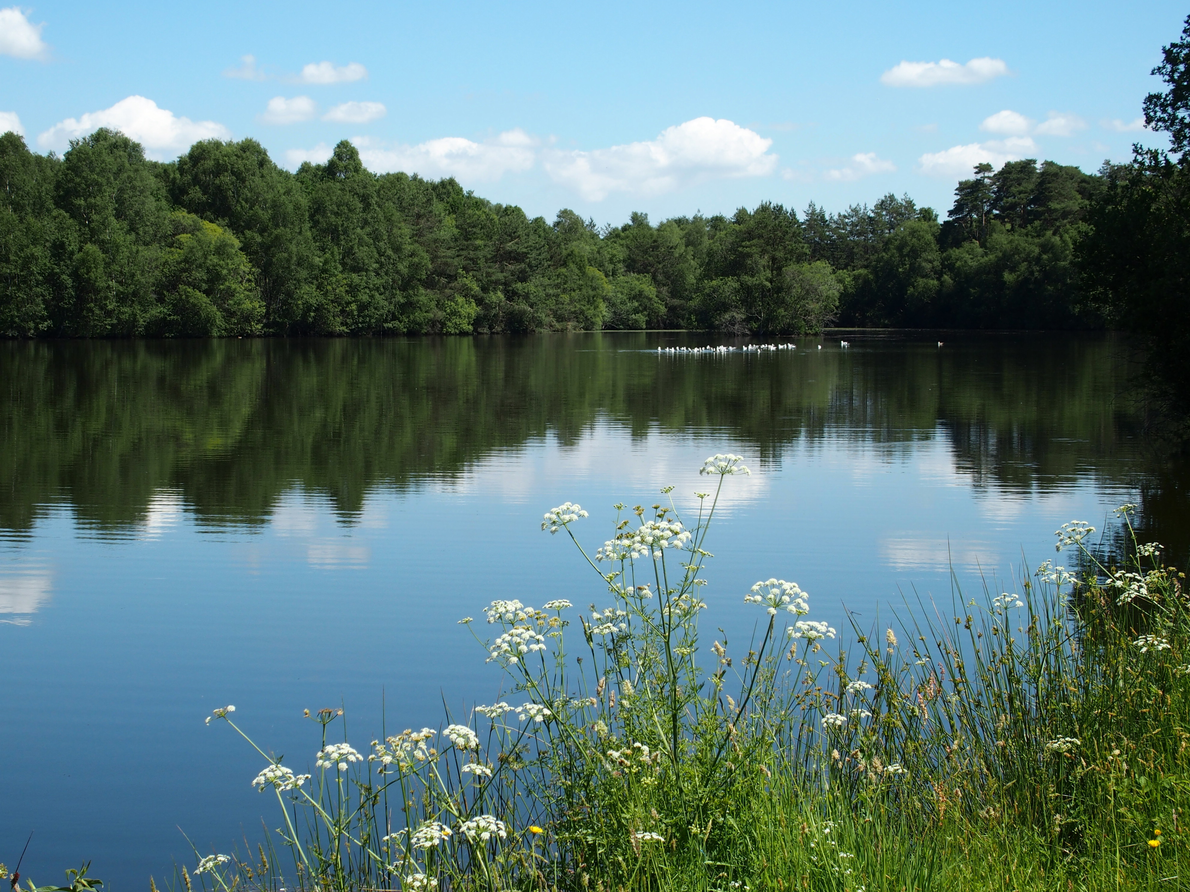 Etang Dame noire P6140207.JPG