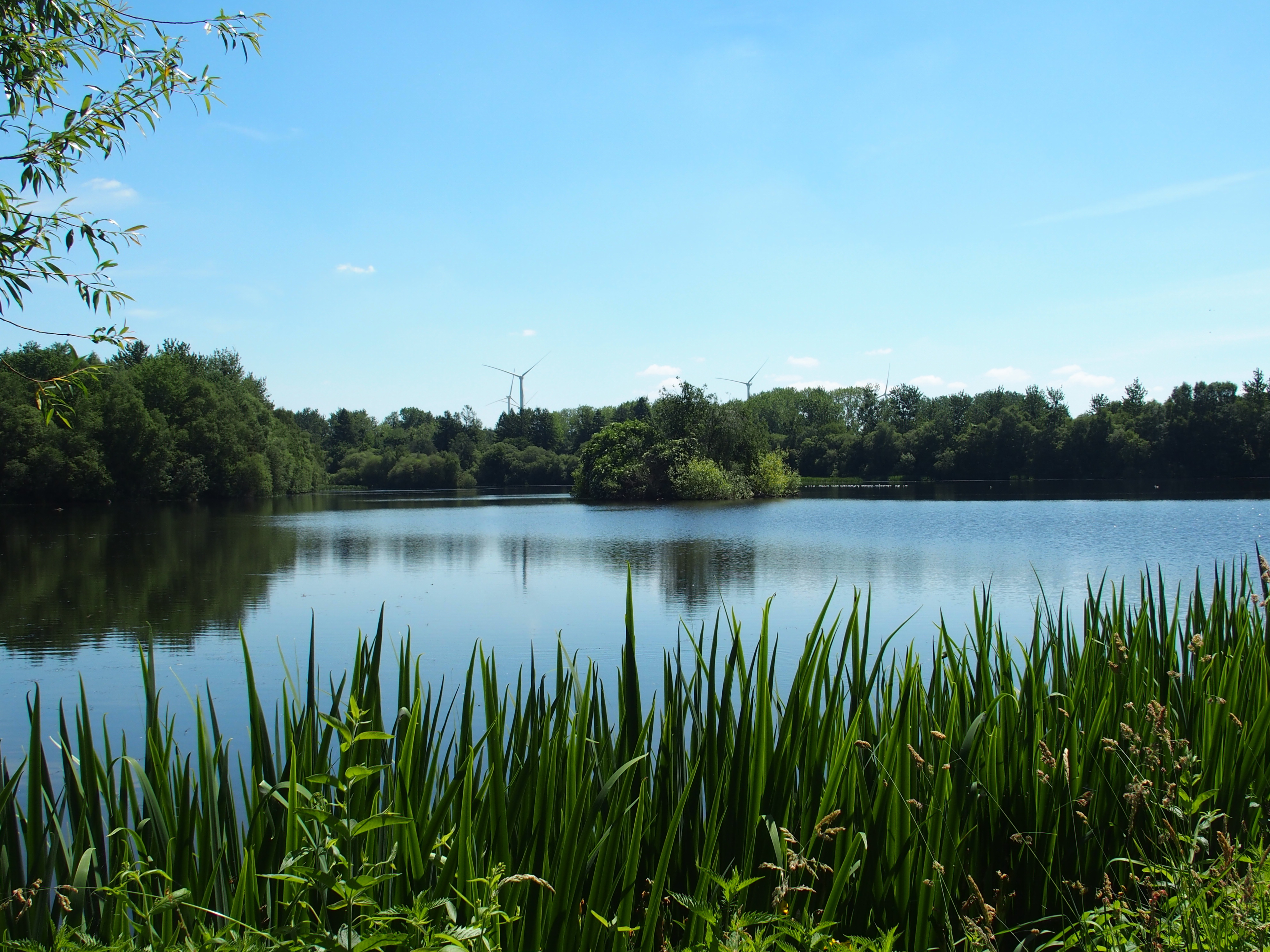 Etang aux Grebes P6140228.JPG