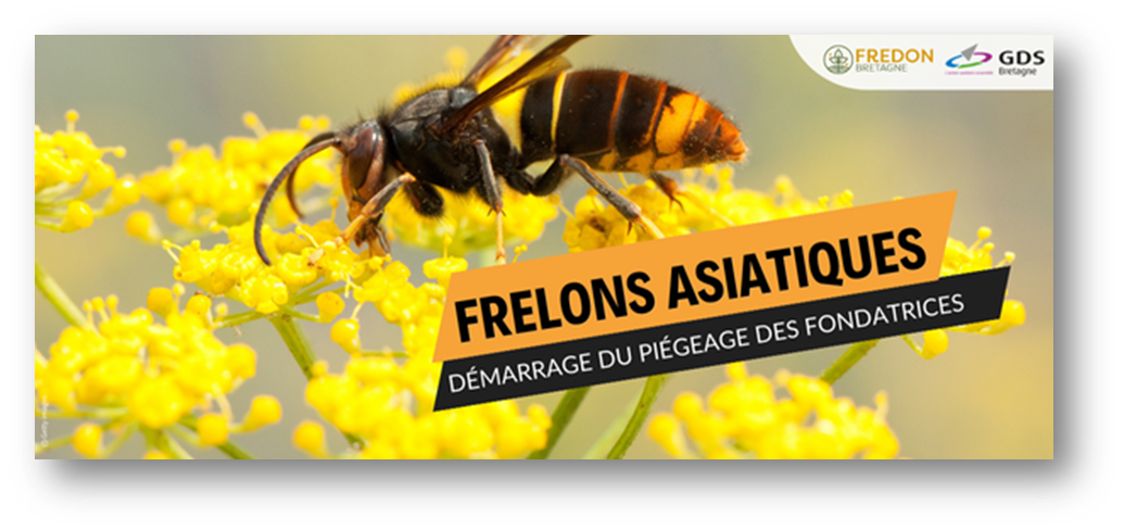 Frelon asiatique : démarrage du piégeage des fondatrices !