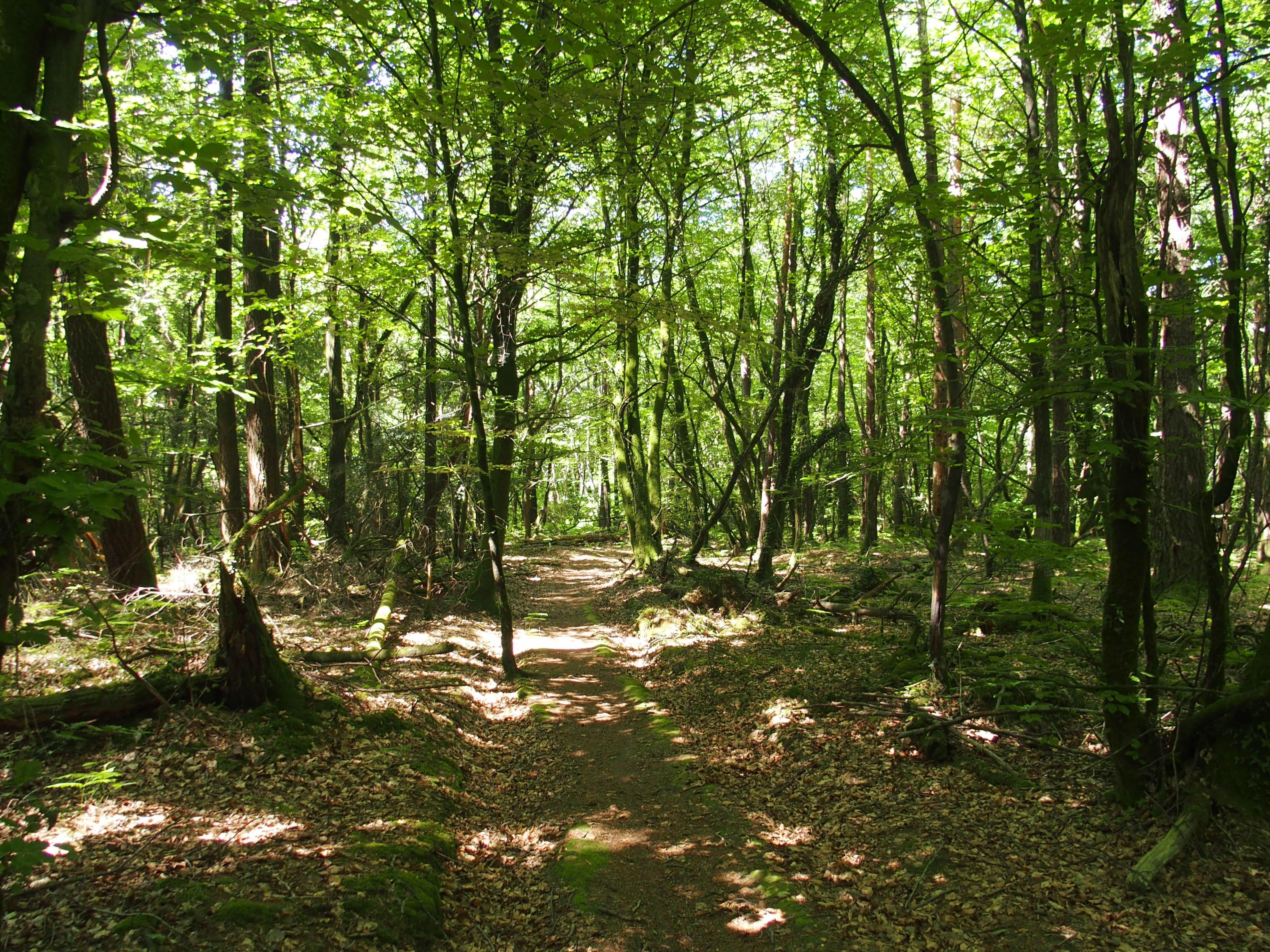 Branguily P6140177.JPG