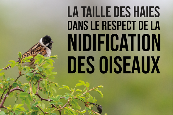 Nidification_des_oiseaux-tailles_des_haies-actu2024.png