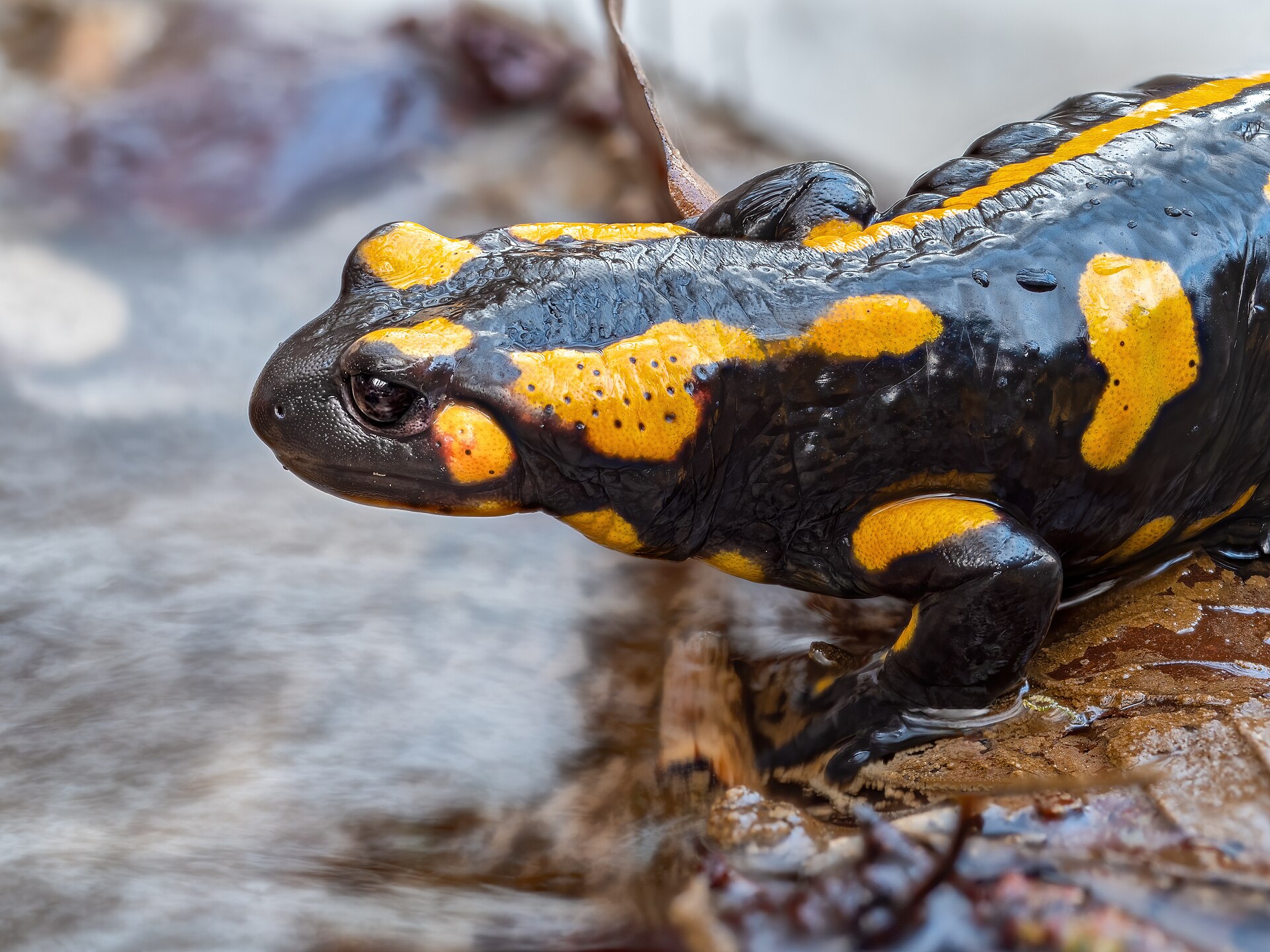 Tiefenstürmig_Feuersalamander_-20200314-RM-171544.jpg