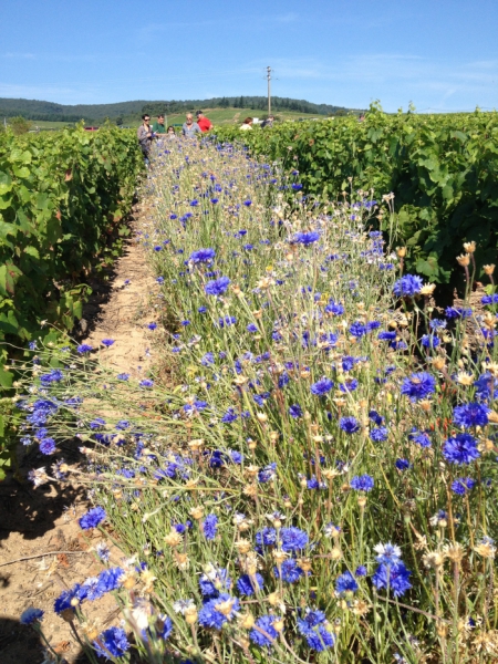 Vignes et fleurs.jpg