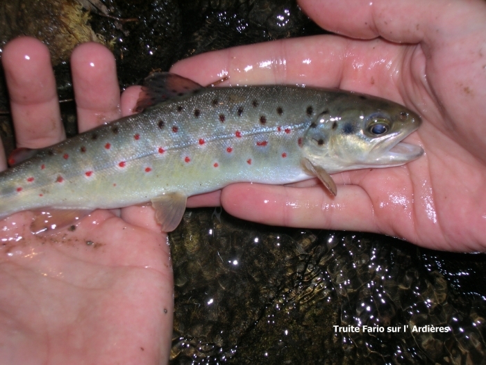 Faune Truite Fario sur l_ardiere.jpg