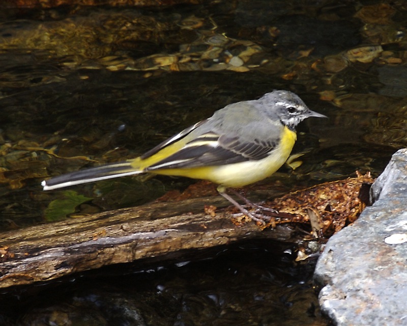 Grey_wagtail__Motacilla_cinerea_robusta_.jpg