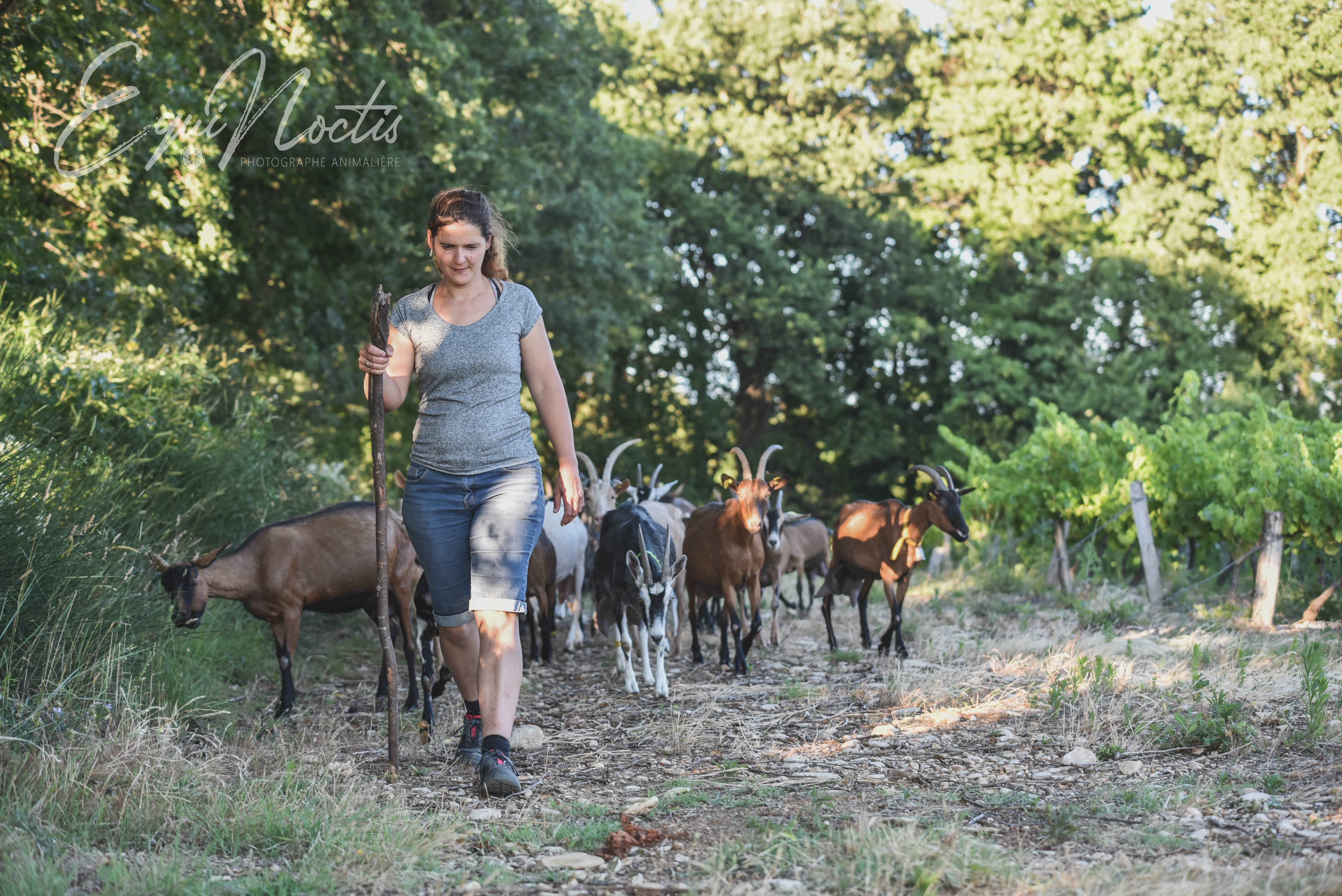 Les biquettes du Laga.jpg