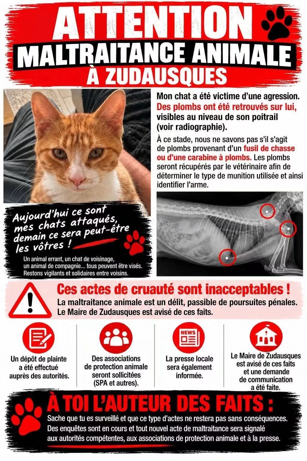 MALTRAITANCE CHAT.jpg