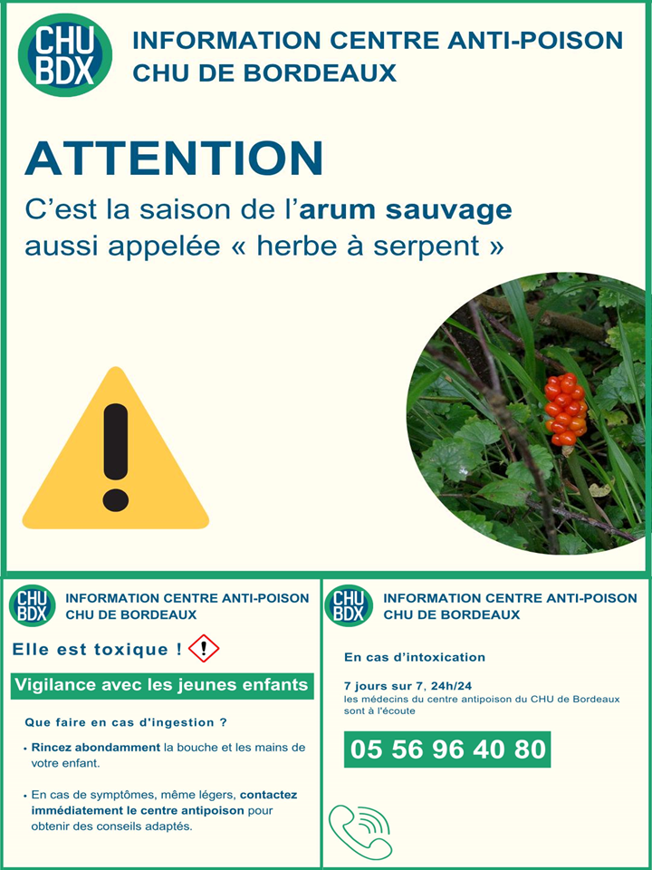arum.png
