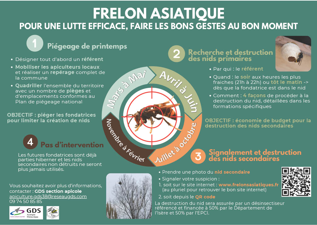 Lutte frelon asiatique.jpg