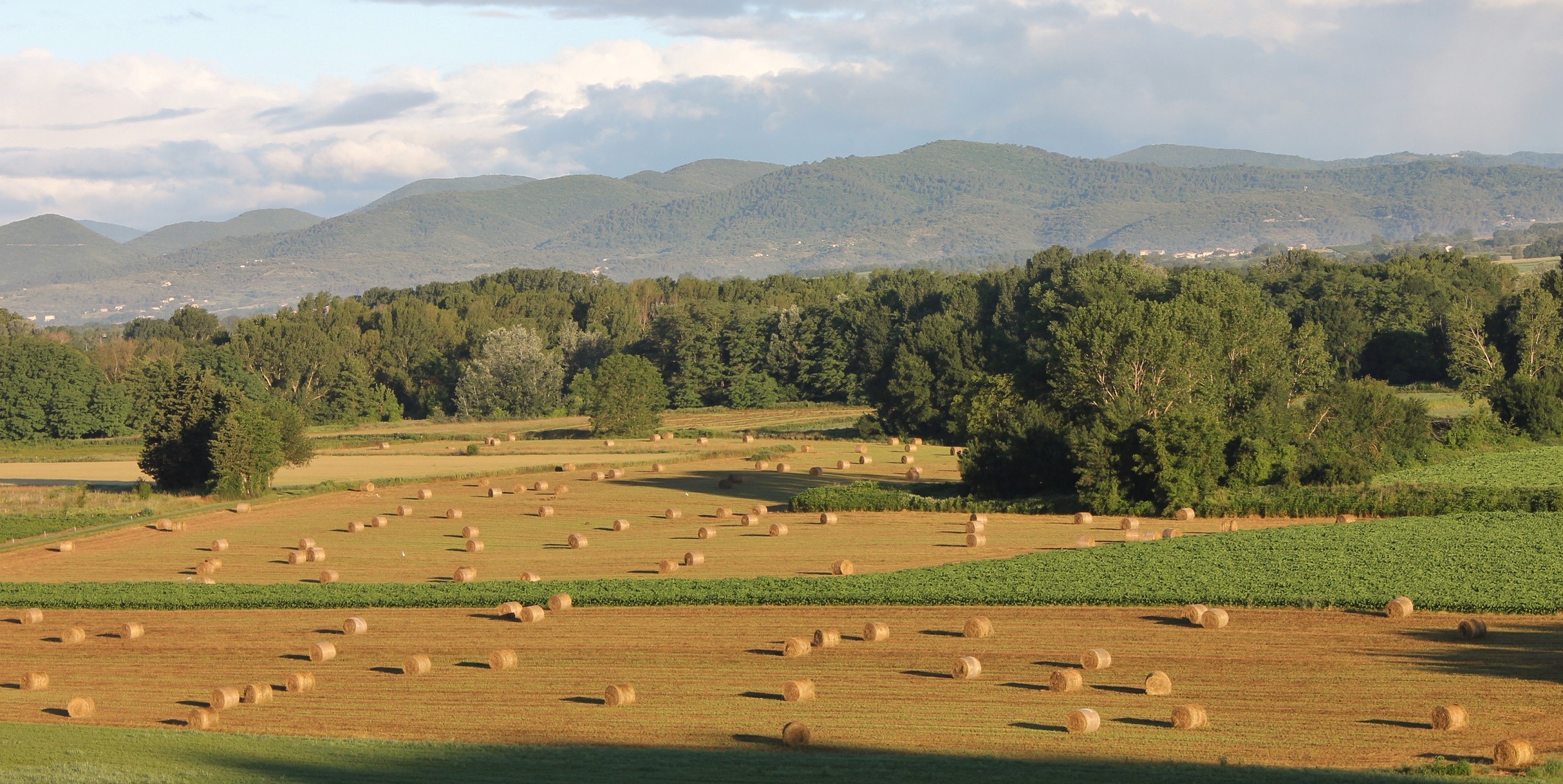 champs foin.jpg