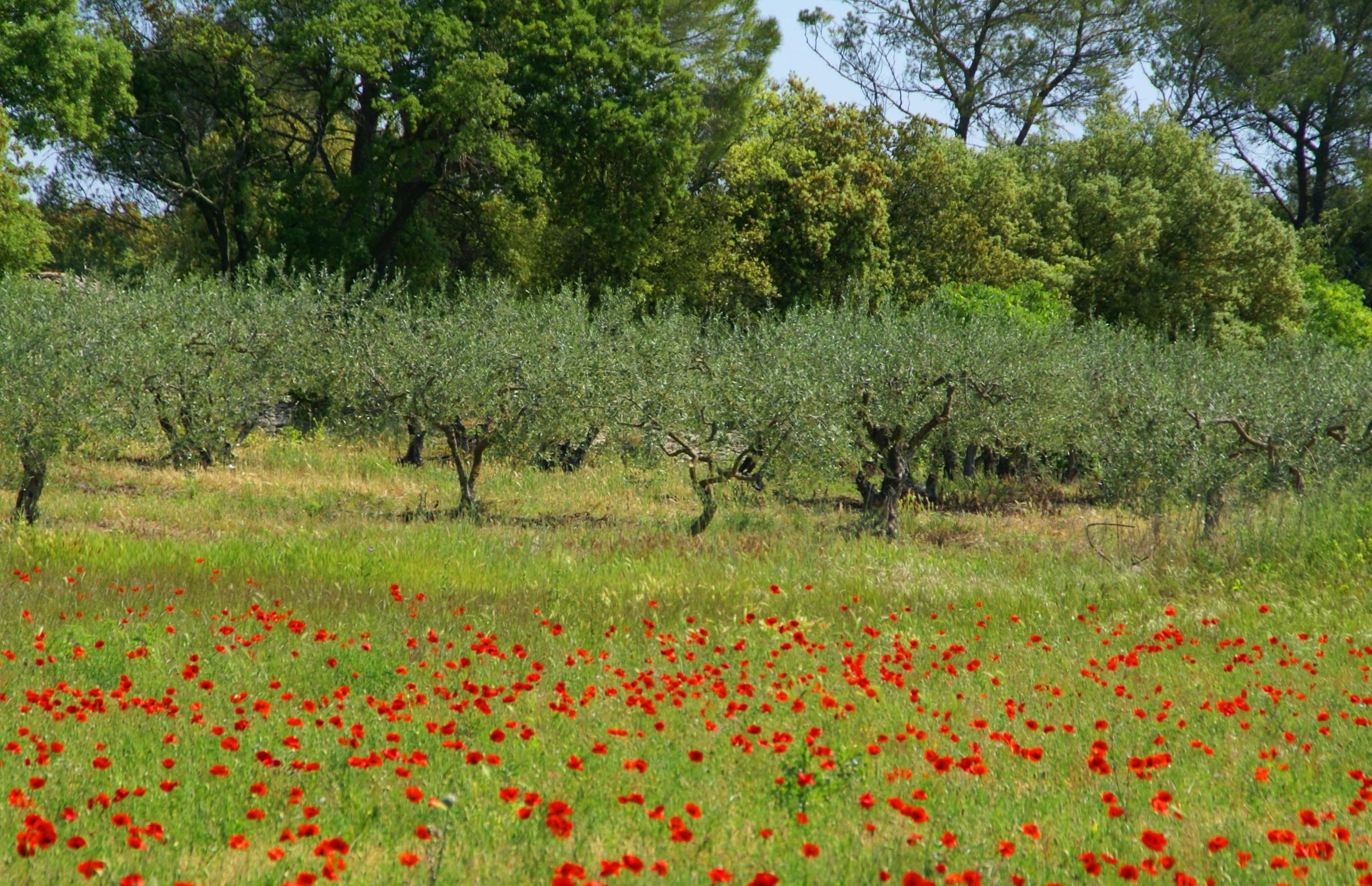 coquelicots _ oliviers-6937.JPG