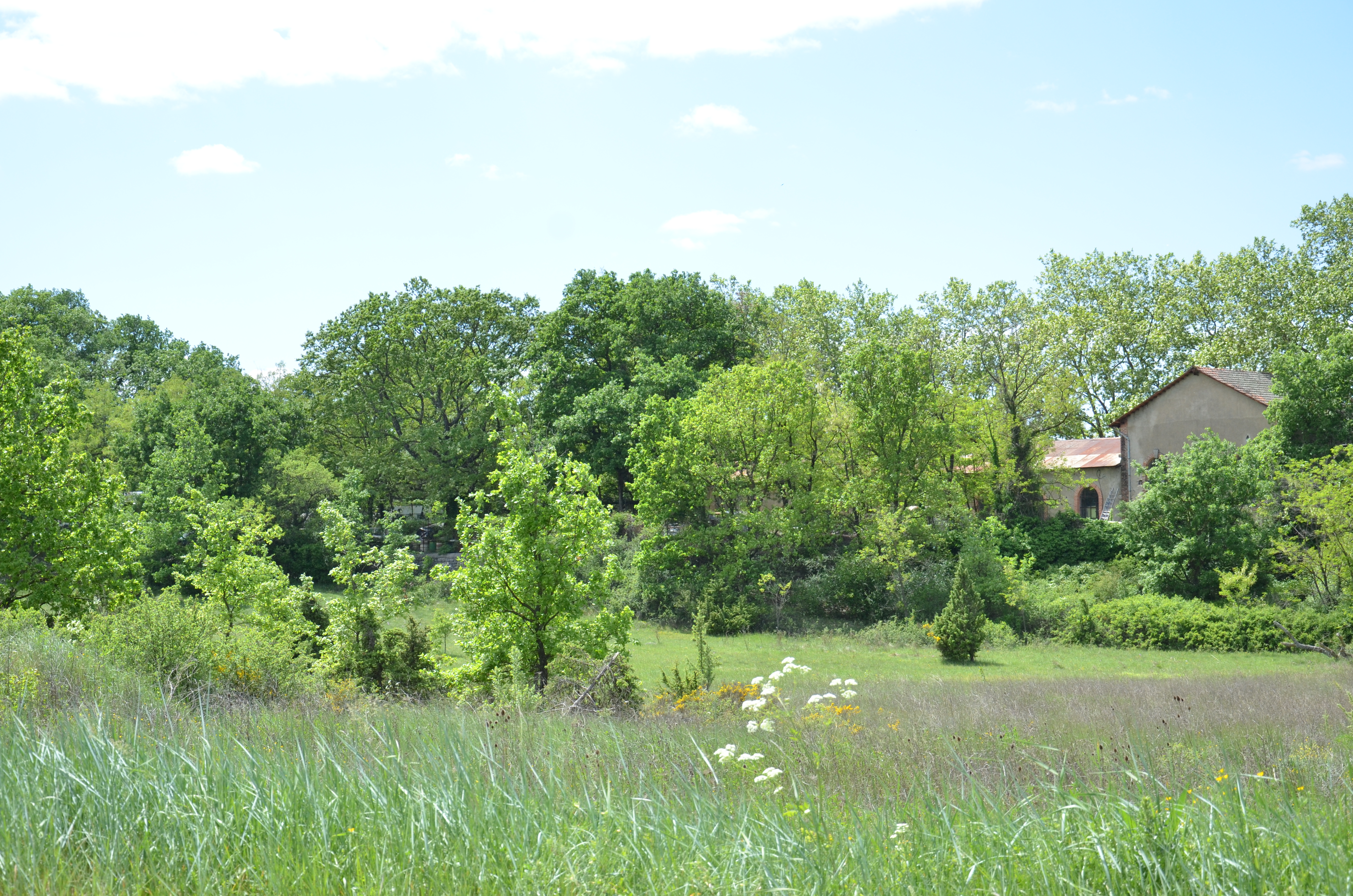 DSC_2567 - Copie.JPG