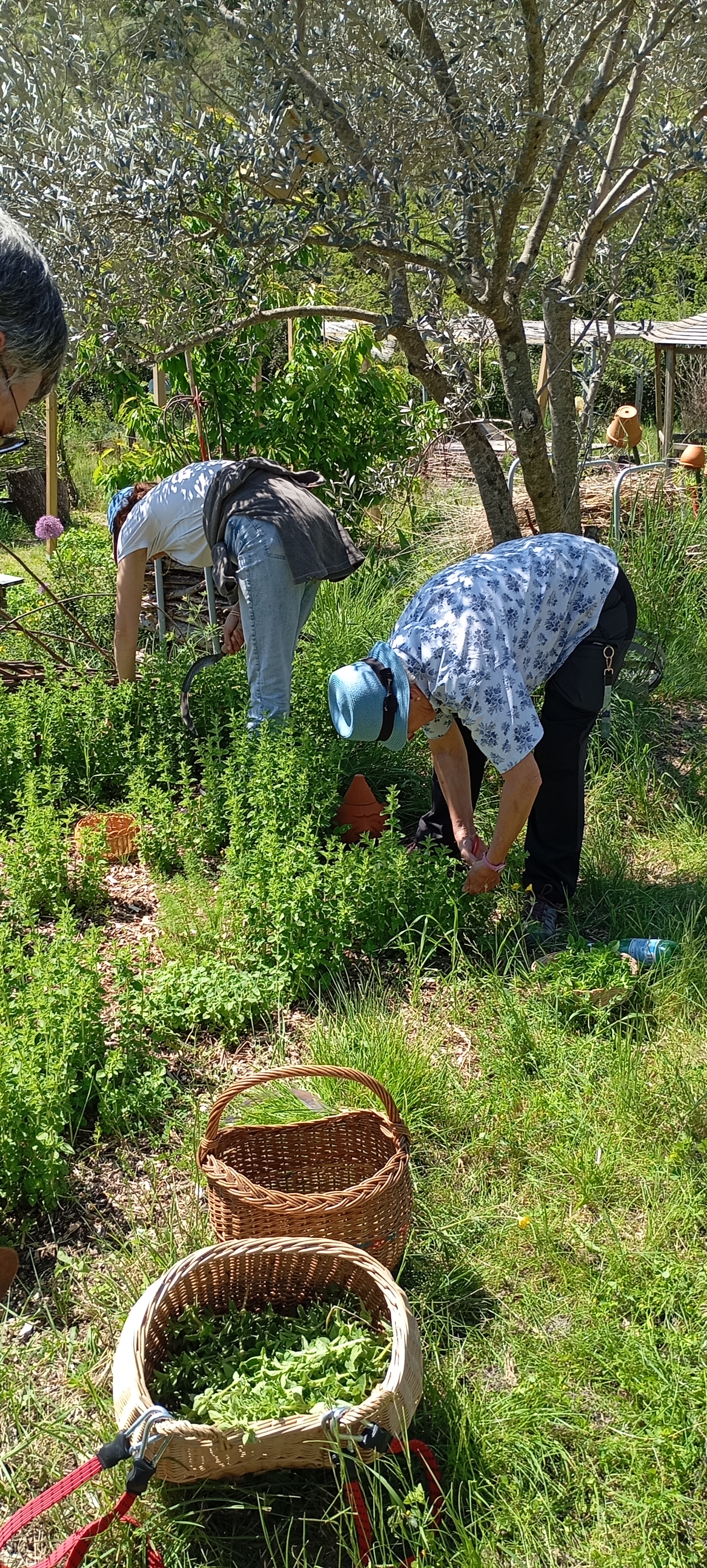 Immersion Naturellement Cévenole