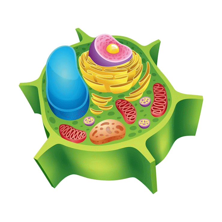 NUTRITIONNISTE CELLULAIRE.png