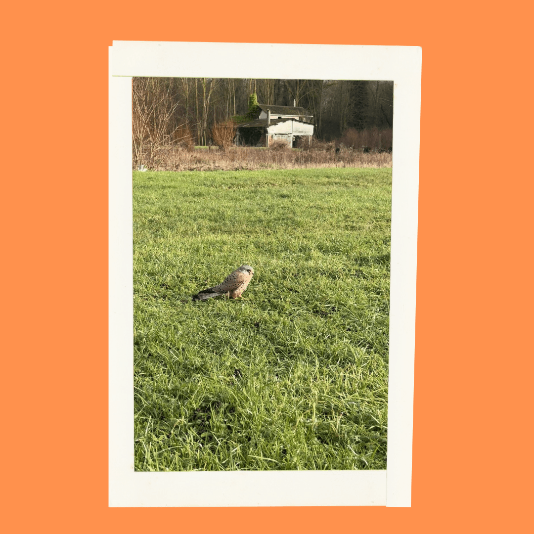 C.P - Concours photo 2.png